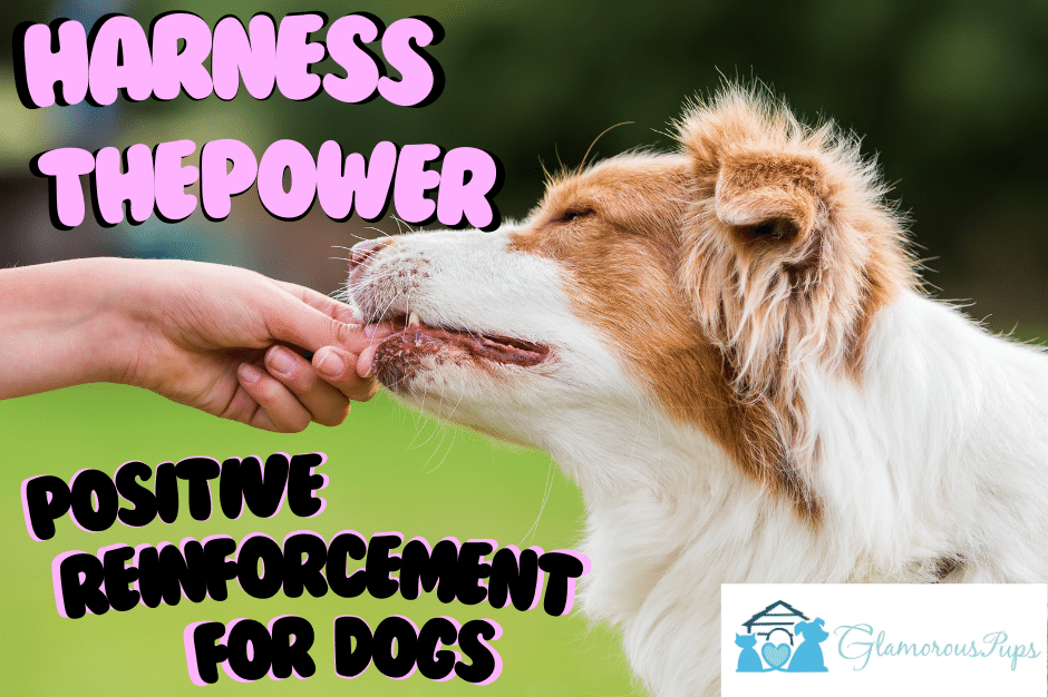 Positive Paws: Harnessing the Power of Positive Reinforcement in Dog Training