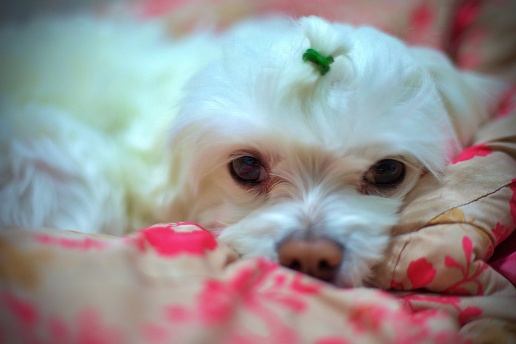 Cushioning Canine Recovery: The Influence of Orthopedic Dog Beds