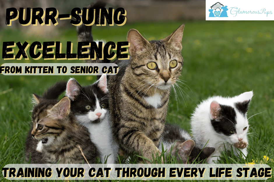 Purr-suing Excellence: Training Your Cat Through Every Life Stage