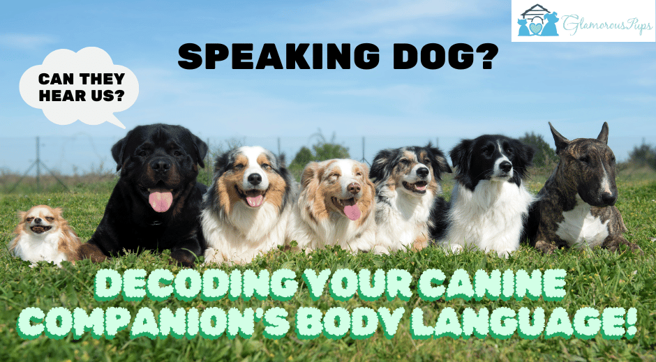Speaking Dog: Decoding Your Canine Companion's Body Language