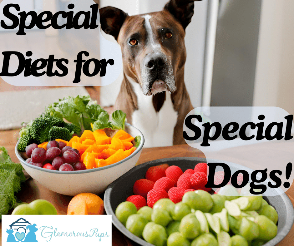 Tailored Tastes: The Ultimate Guide to Special Diets for Special Dogs