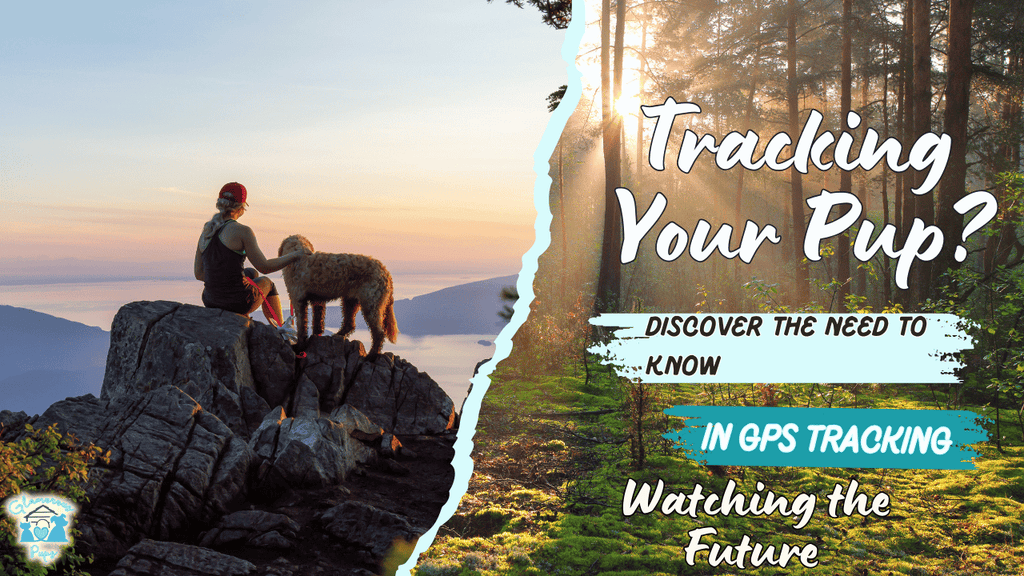 Tracking Tails: Maximizing Dog Safety with GPS Collars