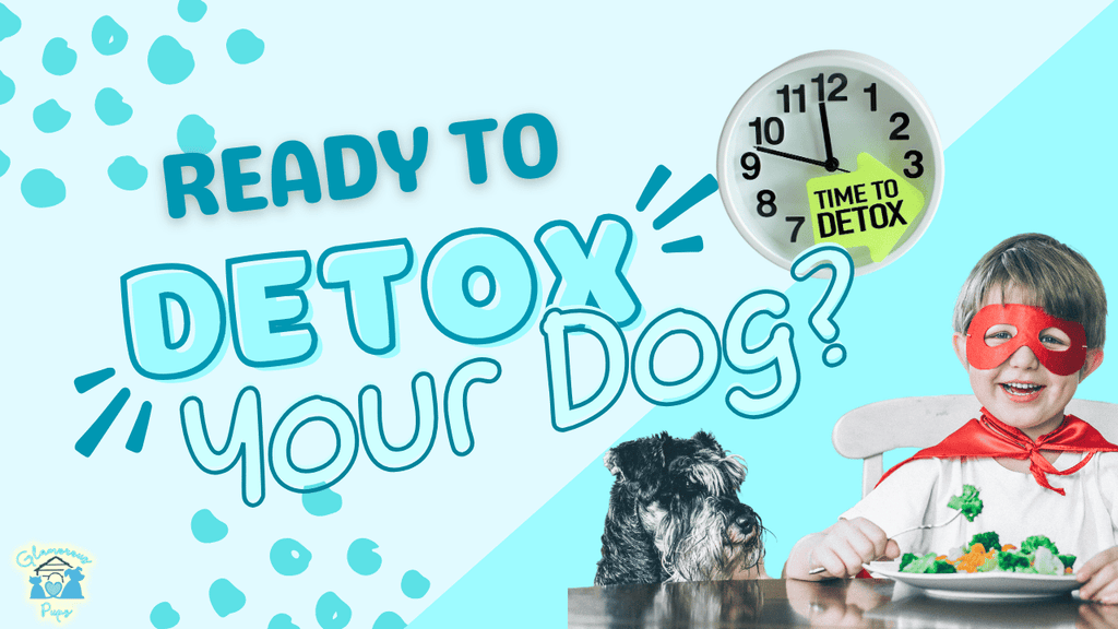 Special Diets for Dogs: Detox Your Dog for Better Health