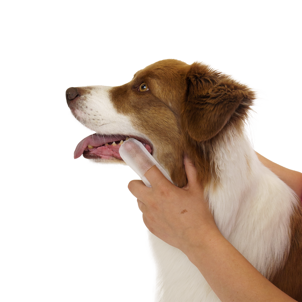 Glamorous Pups : Eco Pet Teeth Wipes from Pineapple and Banana Fiber