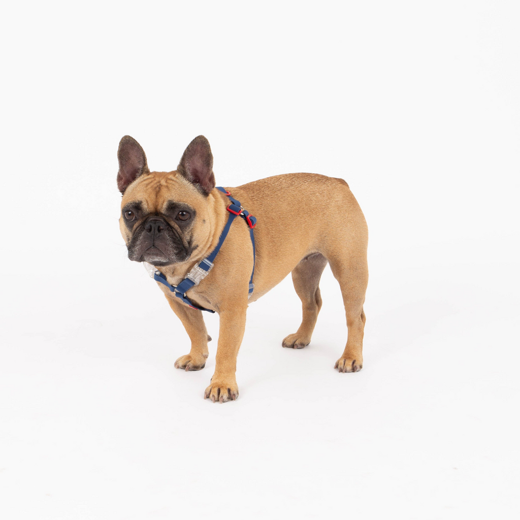 Glamorous Pups : Maximus Silicon Navy Harness