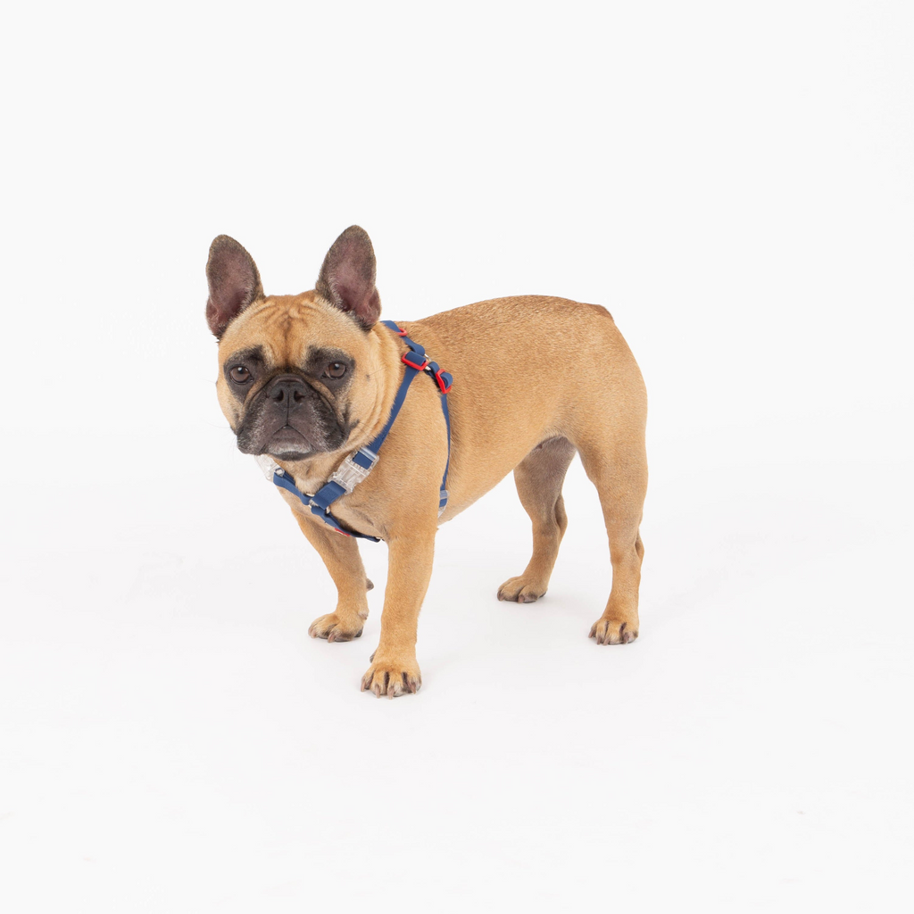 Glamorous Pups : Maximus Silicon Navy Harness