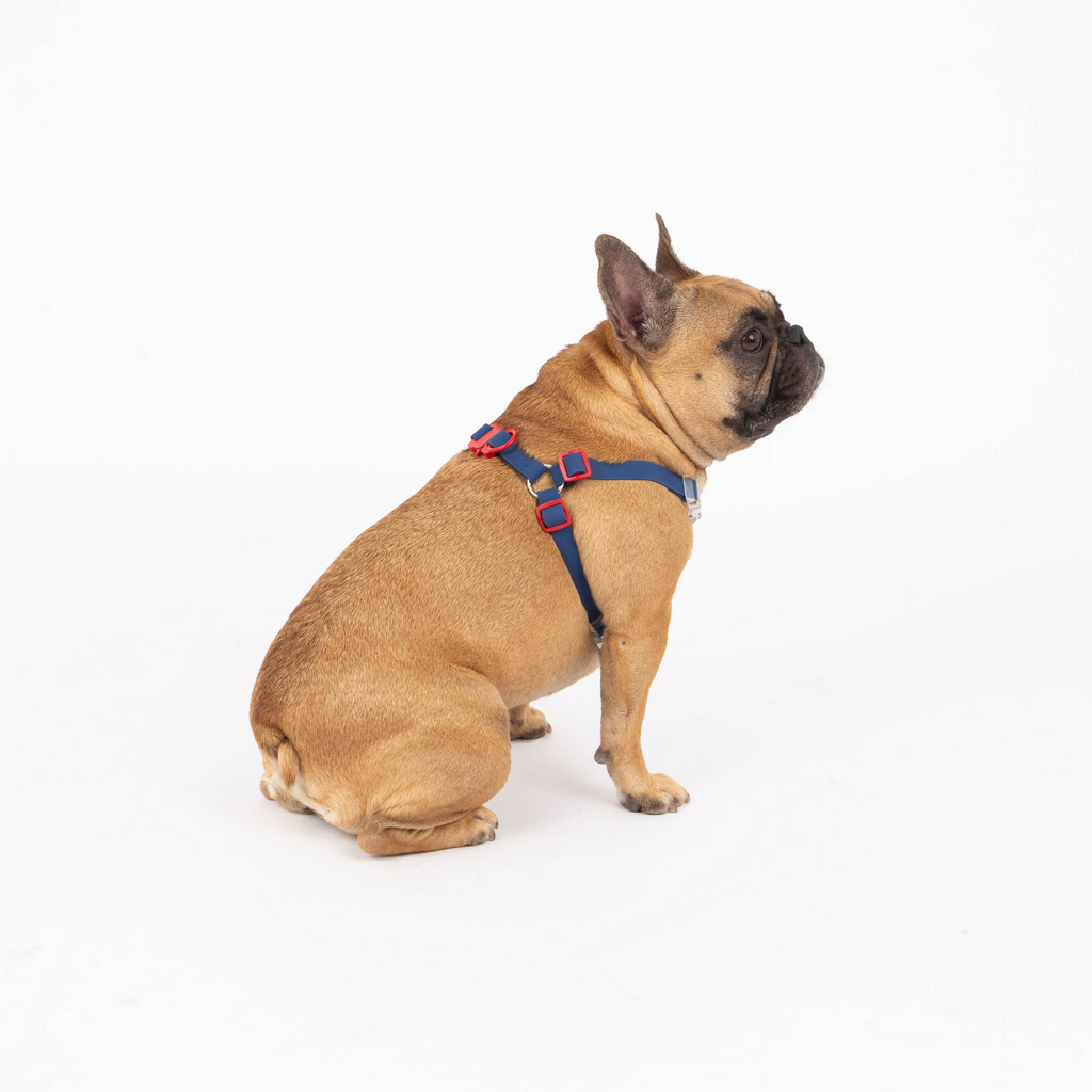 Glamorous Pups : Maximus Silicon Navy Harness