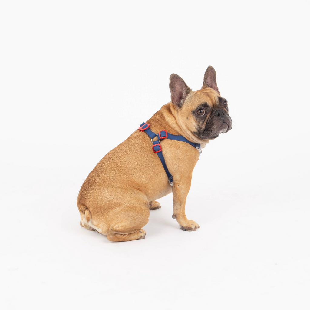Glamorous Pups : Maximus Silicon Navy Harness