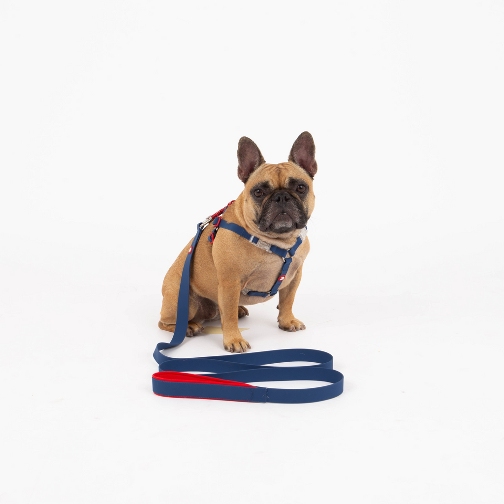 Glamorous Pups : Maximus Silicon Navy Leash