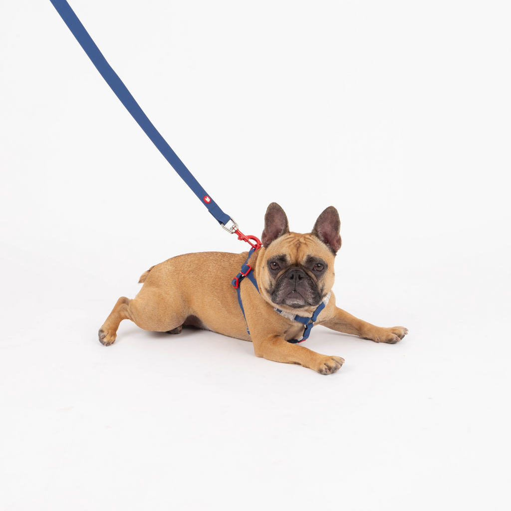 Glamorous Pups : Maximus Silicon Navy Leash