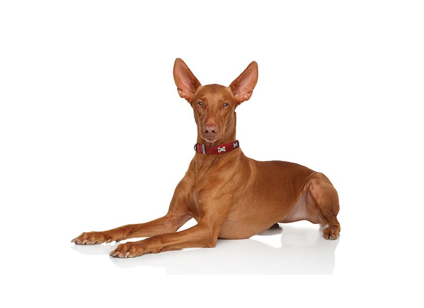 Glamorous Pups : Rotterdam Bones Leather Dog Collar – Classic Genuine Leather Collar with Metal Bone Accents & Center D-Ring for Style and Control