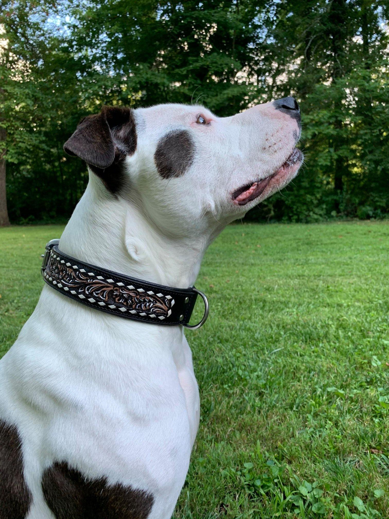 Glamorous Pups : Laredo