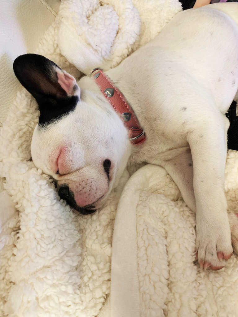 Glamorous Pups : Rotterdam Hearts Leather Dog Collar – Genuine Leather Heart-Studded Collar for Stylish Pups