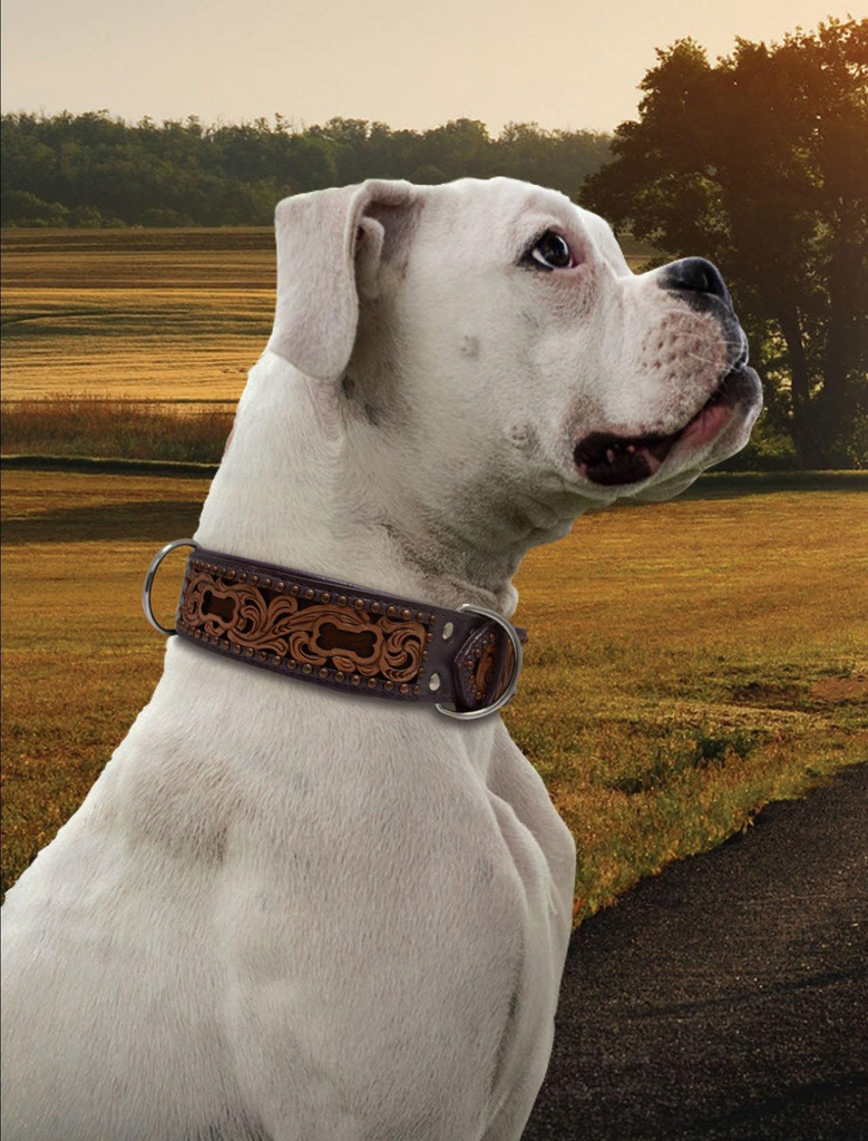 Glamorous Pups : San Antonio Hand-Carved Leather Dog Collar – Western Bone Cutout Design with Hair-On Leather, Brass Studs & Padded Comfort