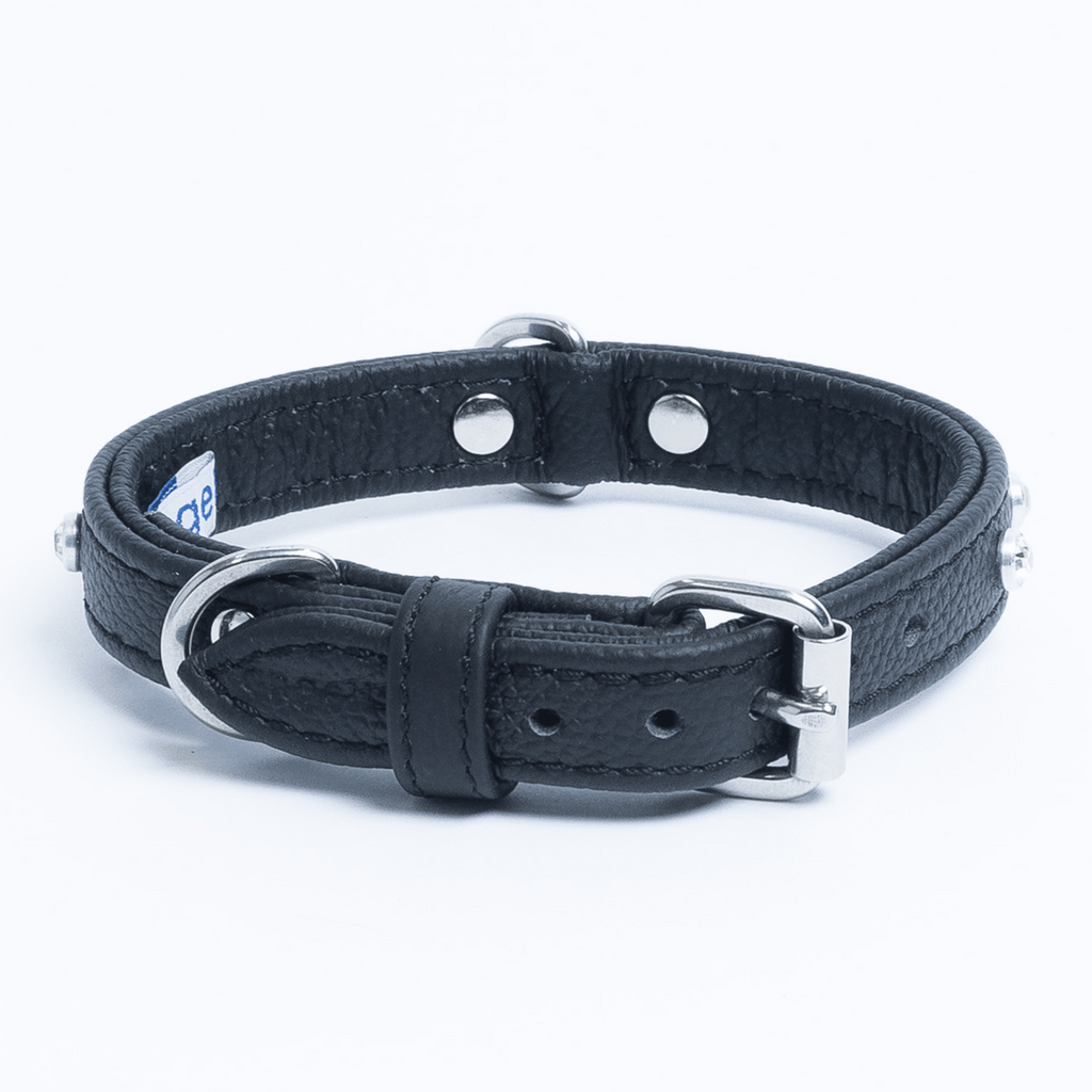 Glamorous Pups : Athens