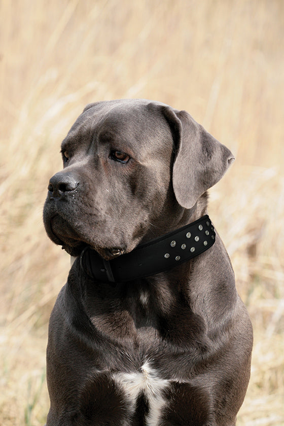 Glamorous Pups : Athens