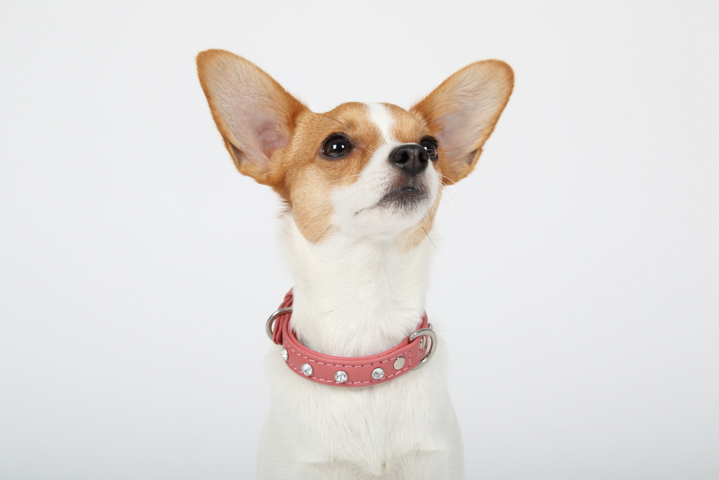 Glamorous Pups : Athens