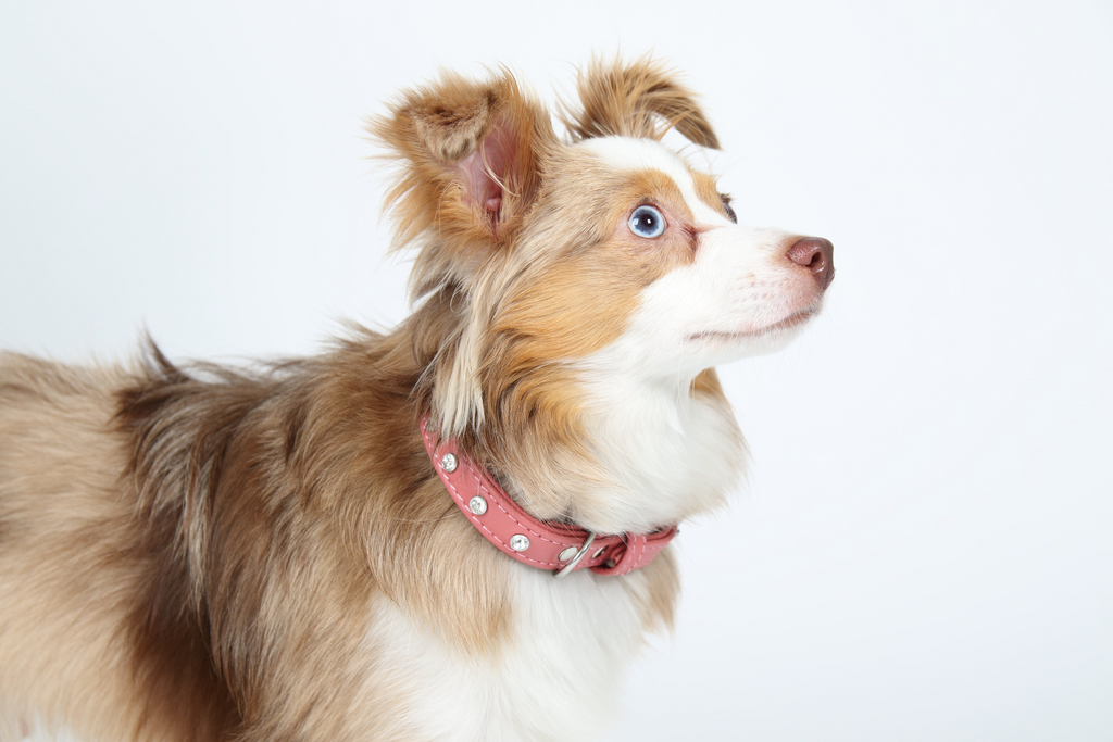 Glamorous Pups : Athens