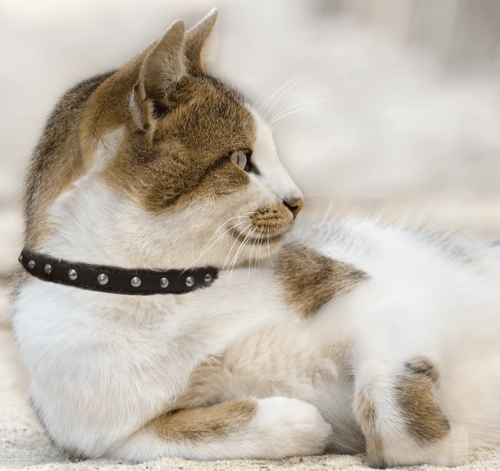 Glamorous Pups : Studded Leather Safety Cat Collar – Genuine Leather with Riveted Studs & Breakaway Stretch for Stylish, Safe Cats