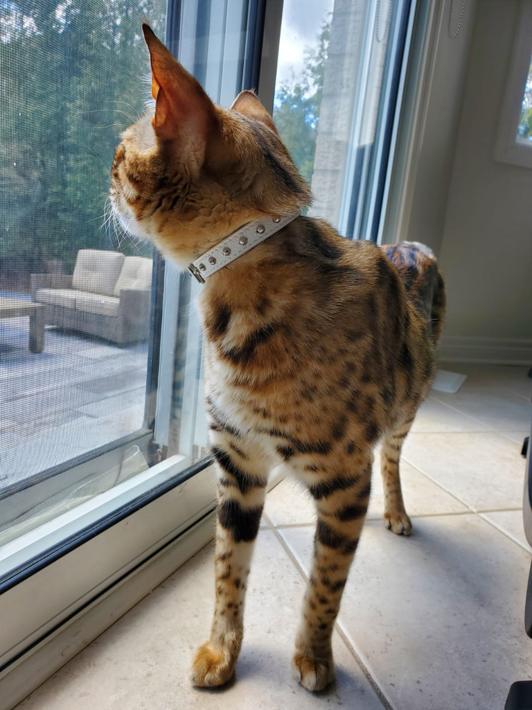 Glamorous Pups : Studded Leather Safety Cat Collar – Genuine Leather with Riveted Studs & Breakaway Stretch for Stylish, Safe Cats