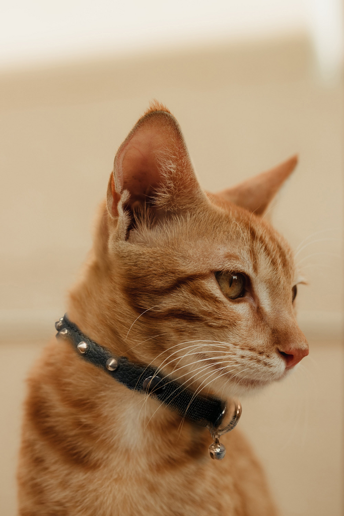 Glamorous Pups : Studded Leather Safety Cat Collar – Genuine Leather with Riveted Studs & Breakaway Stretch for Stylish, Safe Cats