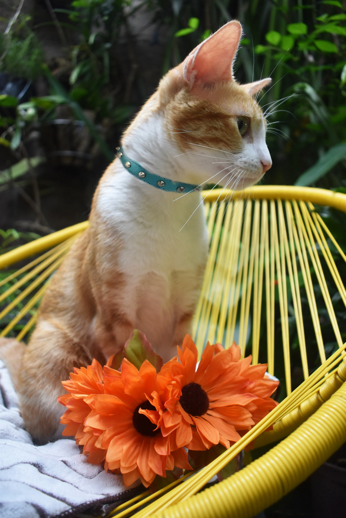 Glamorous Pups : Studded Leather Safety Cat Collar – Genuine Leather with Riveted Studs & Breakaway Stretch for Stylish, Safe Cats