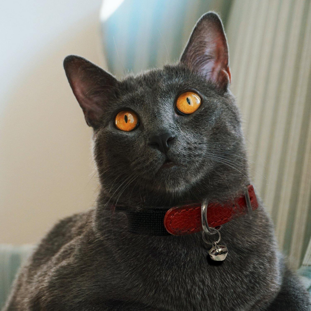 Glamorous Pups : Alpine Genuine Leather Breakaway Cat Collar – Soft, Lightweight, Safety Bell Design in 6 Colors