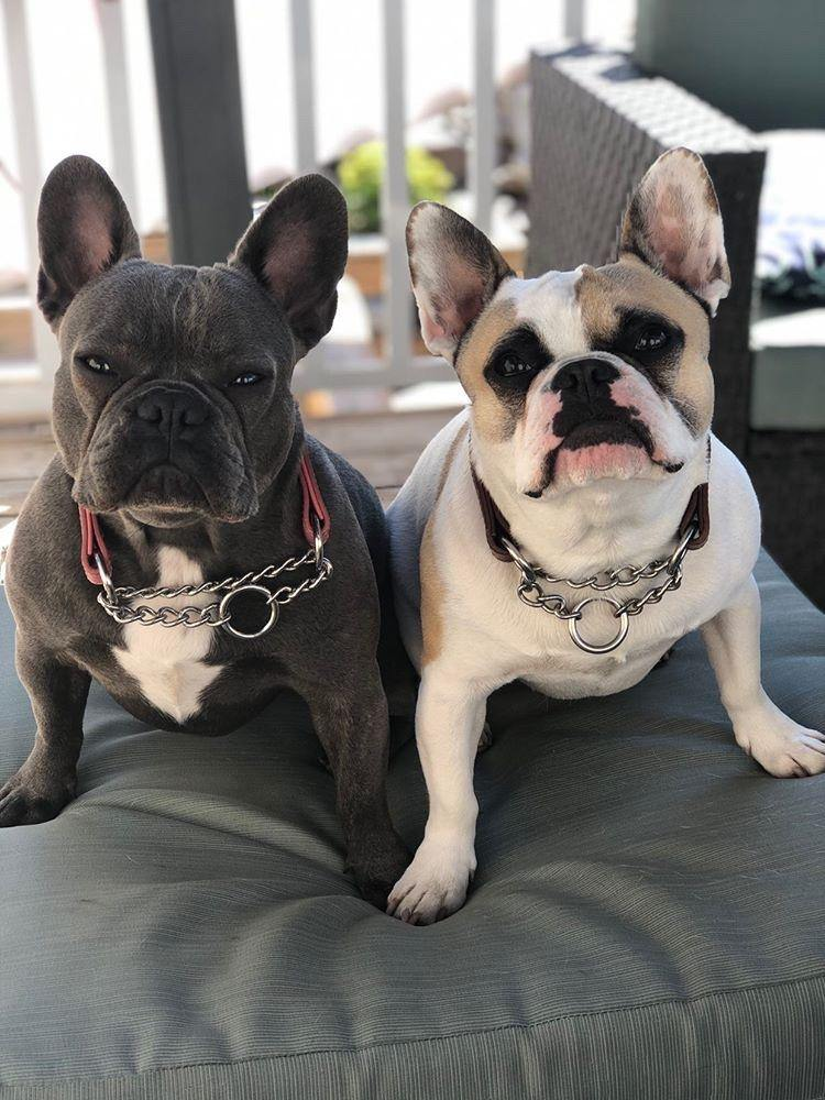 Glamorous Pups : Rio Leather Martingale Training Collar – Genuine Argentinean Leather, Soft Padded Interior & Humane Anti-Pull Design for Small to XL Dogs