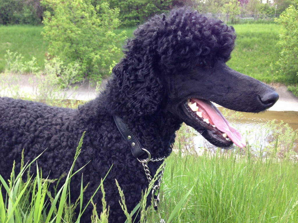 Glamorous Pups : Rio Leather Martingale Training Collar – Genuine Argentinean Leather, Soft Padded Interior & Humane Anti-Pull Design for Small to XL Dogs