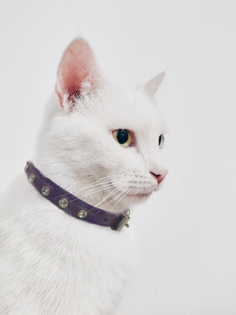 Glamorous Pups : Athens Rhinestone Cat Collar – Genuine Leather Sparkle Collar with Breakaway Safety & Bell