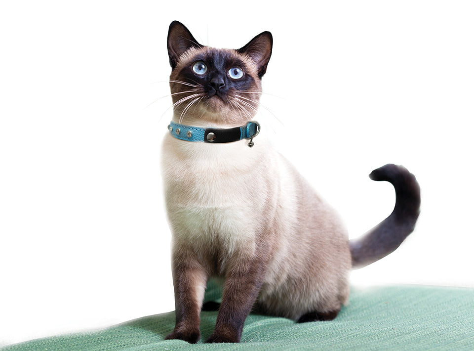 Glamorous Pups : Athens Rhinestone Cat Collar – Genuine Leather Sparkle Collar with Breakaway Safety & Bell