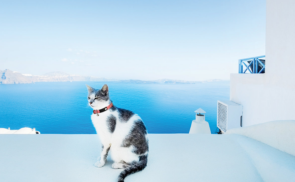 Glamorous Pups : Athens Rhinestone Cat Collar – Genuine Leather Sparkle Collar with Breakaway Safety & Bell