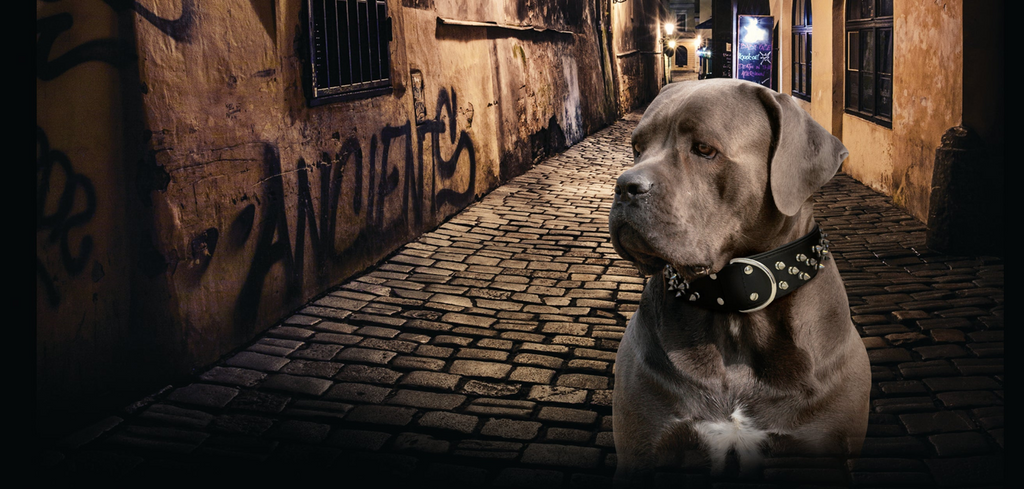 Glamorous Pups : Amsterdam Multi-Line Spiked Leather Dog Collar – Luxury Genuine Leather Power Collar with Stainless Steel Hardware