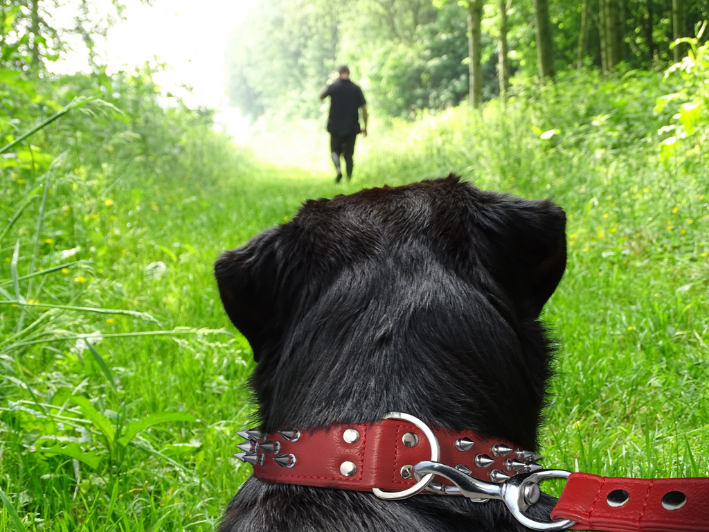 Glamorous Pups : Amsterdam Multi-Line Spiked Leather Dog Collar – Luxury Genuine Leather Power Collar with Stainless Steel Hardware