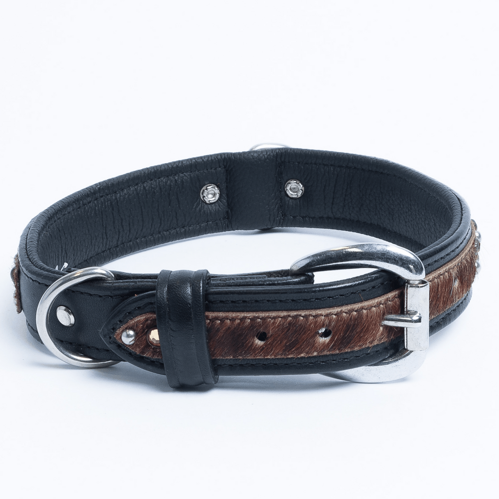 Glamorous Pups : Sedona