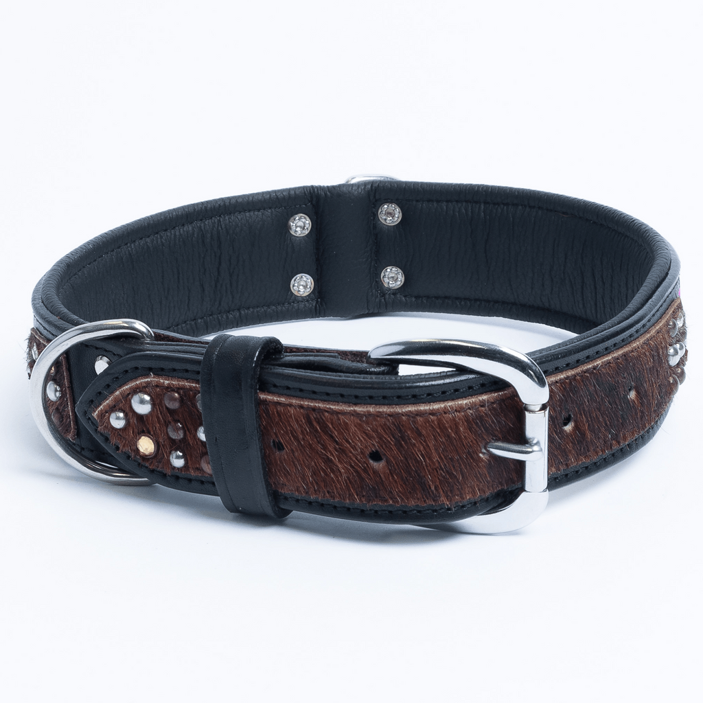 Glamorous Pups : Sedona