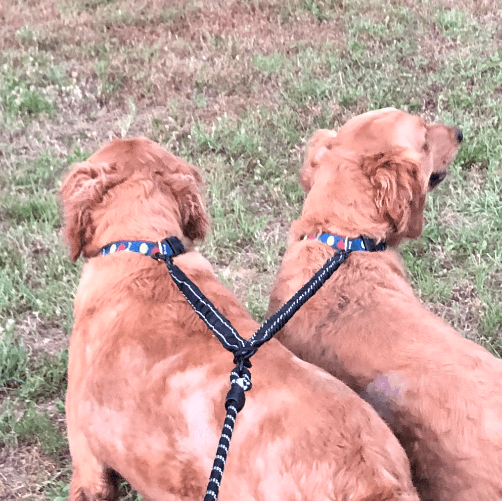 Glamorous Pups : Dual Bungee Leash Add-On