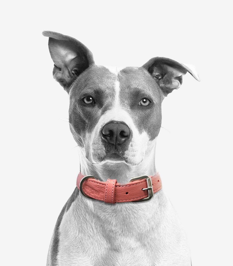 Glamorous Pups : Alpine Collar