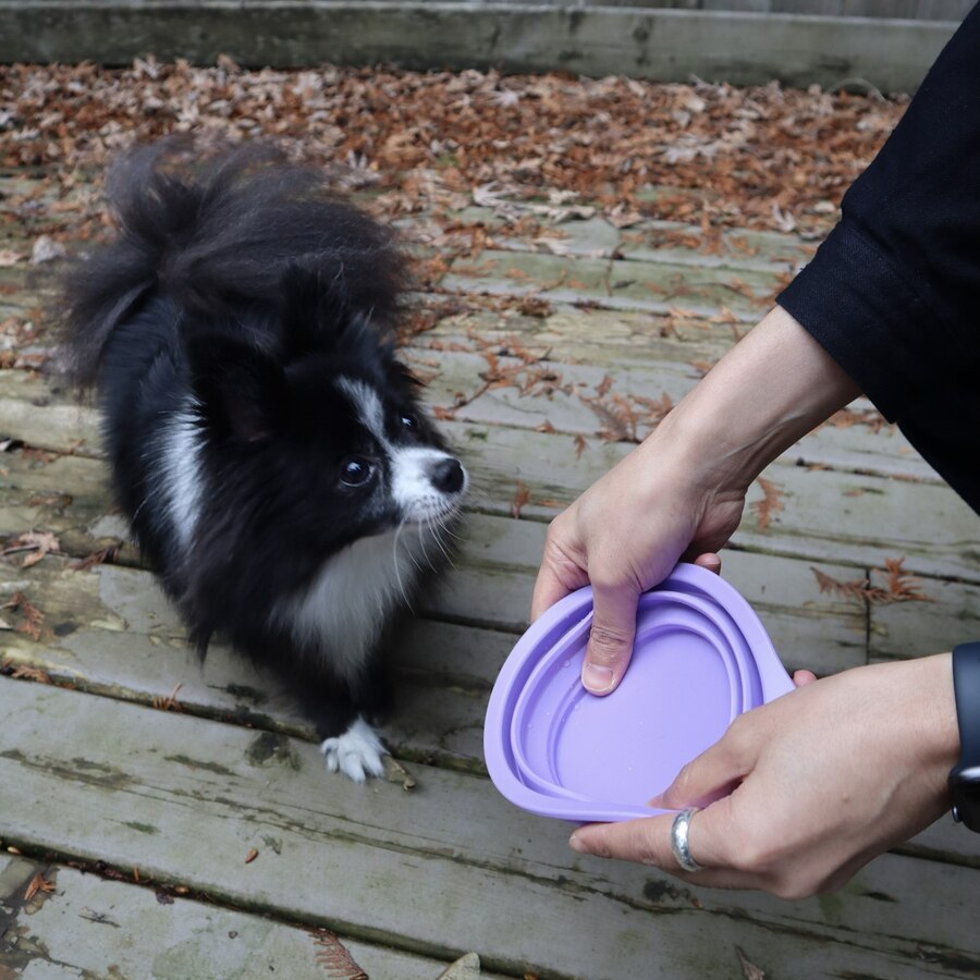 Glamorous Pups : Pet Slow Feeding Set – Silicone Slow Feeder, Licking Plate & Travel Bowl for Puppies & Small Breeds