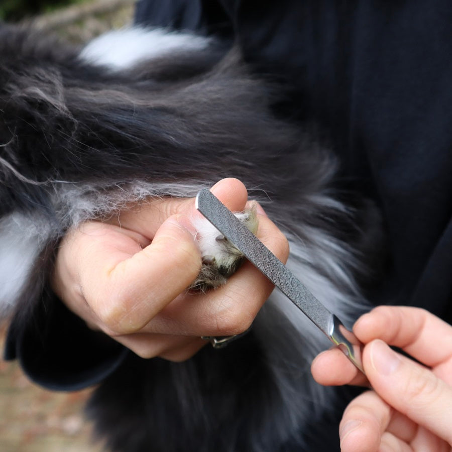 Glamorous Pups : Pet Grooming Set – Complete At-Home Spa Kit for Relaxed, Stress-Free Pet Care