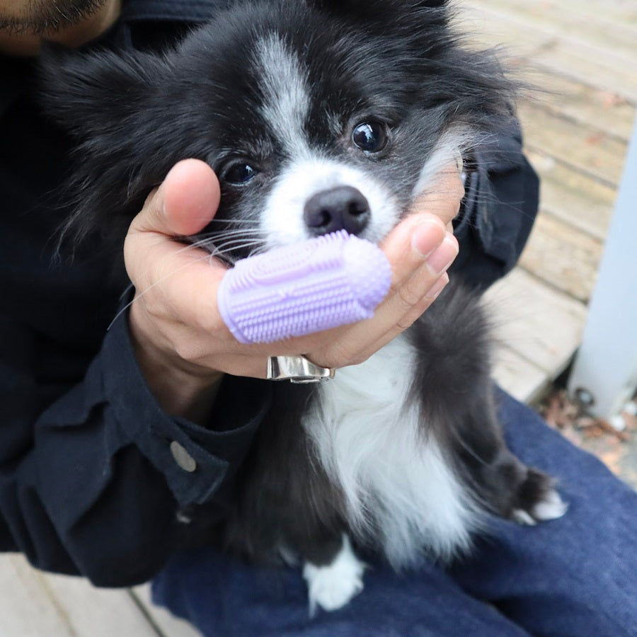 Glamorous Pups : Pet Grooming Set – Complete At-Home Spa Kit for Relaxed, Stress-Free Pet Care