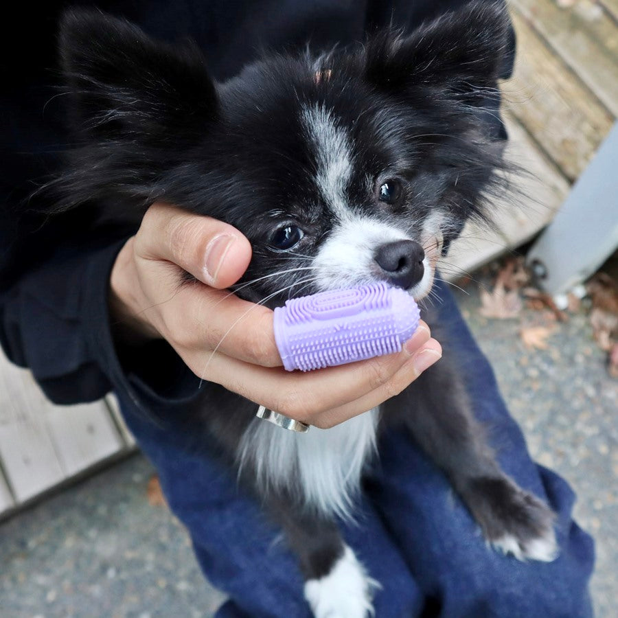 Glamorous Pups : Pet Grooming Set – Complete At-Home Spa Kit for Relaxed, Stress-Free Pet Care