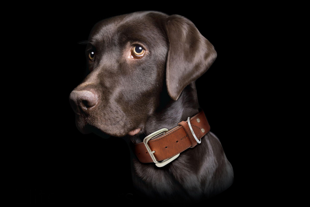 Glamorous Pups : Dallas Premium Leather Dog Collar – Elite Handcrafted Argentinean Leather in Brown, Pink & Purple