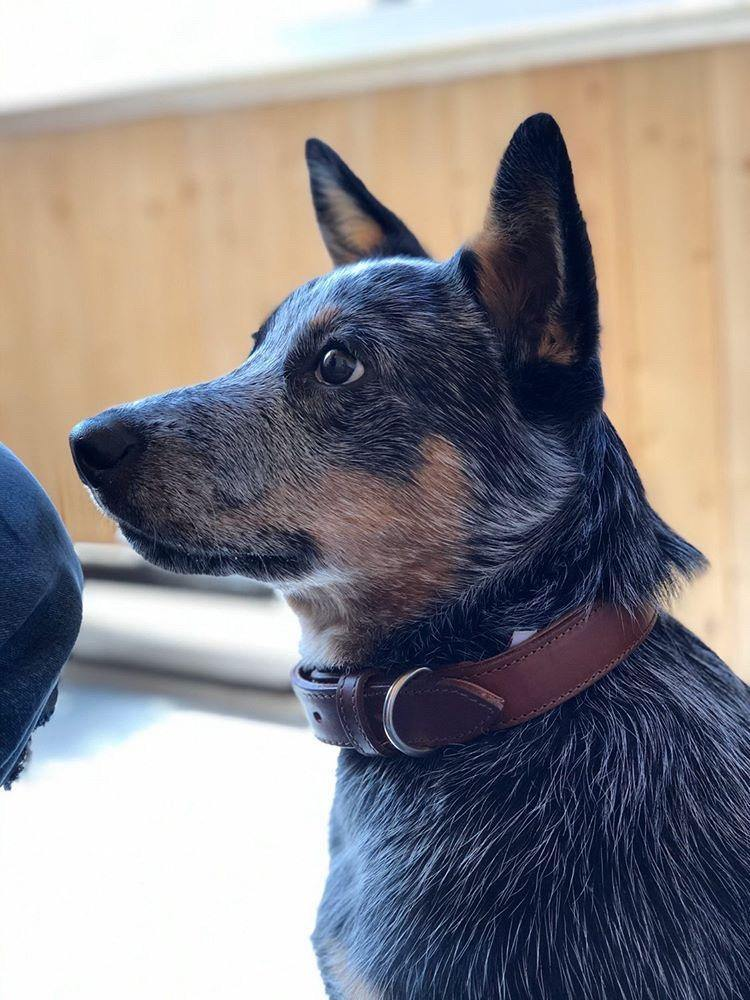 Glamorous Pups : Dallas Premium Leather Dog Collar – Elite Handcrafted Argentinean Leather in Brown, Pink & Purple