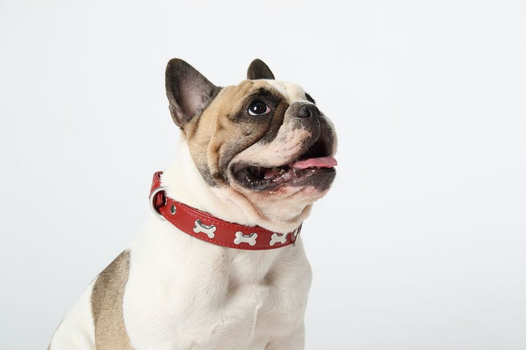 Glamorous Pups : Rotterdam Bones Leather Dog Collar – Classic Genuine Leather Collar with Metal Bone Accents & Center D-Ring for Style and Control