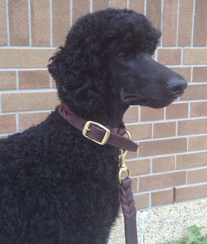 Glamorous Pups : Braided Collar